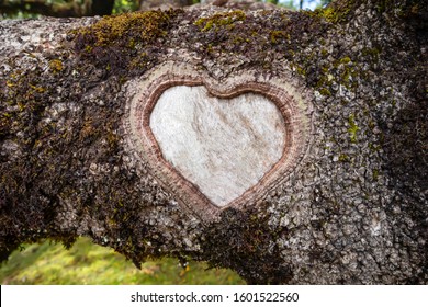 Formed heart shape on a laurel tree trunk. - Powered by Shutterstock