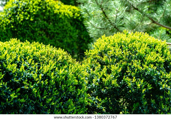Formed trimmed bushes of old boxwood\
Buxus sempervirens, which has been growing in garden for over 60\
years, with young bright greens. Selective\
focus
