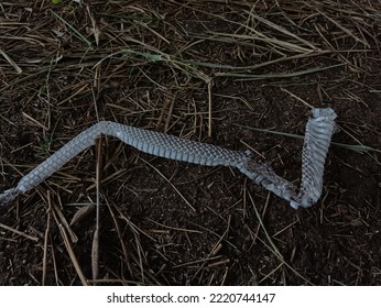 The Former Clothes Of A Snake That Change Its Skin To Match The Life Of A Snake