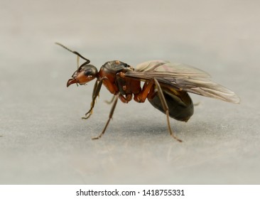 Formica polyctena winged queen ant covered with parasitic mites on her body
