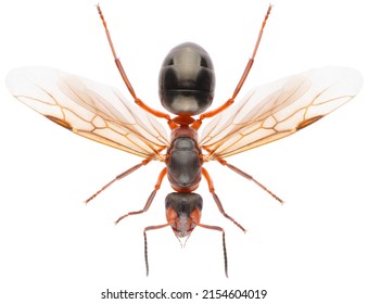 Formica Rufa, Also Known As The Red Wood Ant, Southern Wood Ant, Or Horse Ant, Is A Boreal Member Of The Formica Rufa Group Of Ants. Dorsal View Of Ant Isolated On White Background.