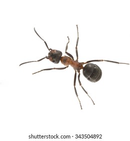 Formica; Rufa; Red; Wood Ant