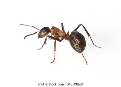 Formica; rufa; Red; wood ant - Shutterstock ID 343508624