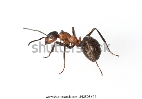 Formica; rufa; Red; wood ant