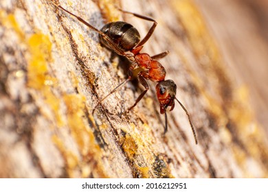Formica Rufa Southern Wood Ant