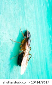 Formicidae,Winged ants,Camponotus pennsylvanicus ,Hymenoptera