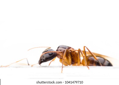 Formicidae,Winged ants,Camponotus pennsylvanicus ,Hymenoptera