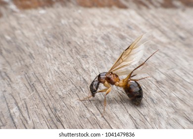 Formicidae,Winged ants,Camponotus pennsylvanicus ,Hymenoptera