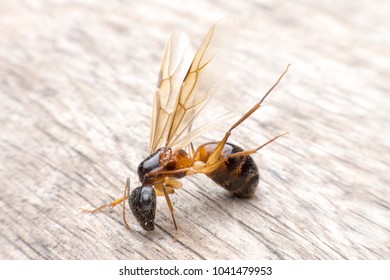 Formicidae,Winged ants,Camponotus pennsylvanicus ,Hymenoptera