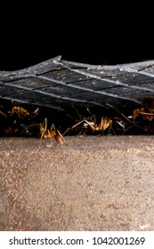 Formicidae,Winged ants,Camponotus pennsylvanicus ,Hymenoptera