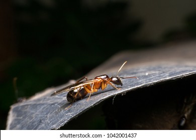 Formicidae,Winged ants,Camponotus pennsylvanicus ,Hymenoptera