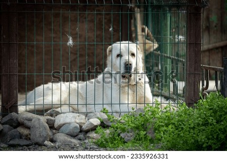 A formidable white dog of the Central Asian Shepherd breed lies in a closed enclosure