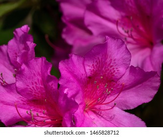 Formosa Azalea In Full Bloom