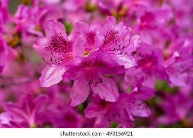 Formosa Azalea Shrub In Bloom.