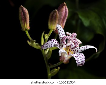 Formosa Toad Lily