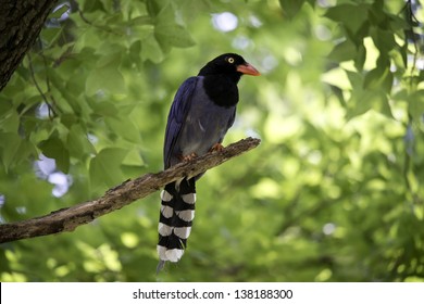 Formosan Blue Magpie