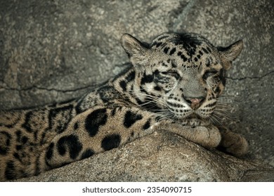 Formosan clouded leopard on a rock - Powered by Shutterstock