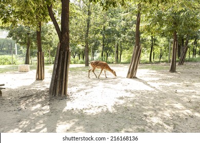 Formosan Deer In The Seoul Forest Park