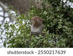 The Formosan macaque is a species of monkey endemic to Taiwan and the only native primate in the region.