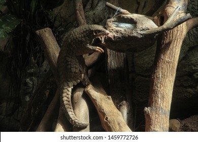 Formosan Pangolin Eating The Food.