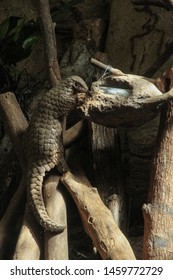 Formosan Pangolin Eating The Food.