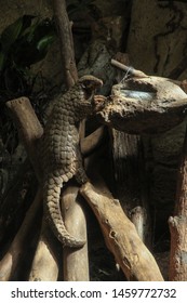 Formosan Pangolin Eating The Food.