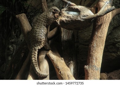 Formosan Pangolin Eating The Food.