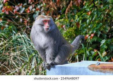 A Formosan Rock-monkey sitting on a structure with lush greenery in the background. The monkey has grey fur and a long tail. New Taipei City, Taiwan. - Powered by Shutterstock