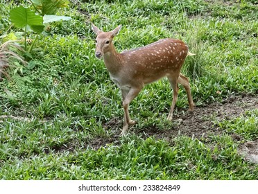 Formosan Sika Deer