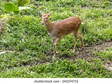 Formosan Sika Deer