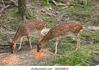 Formosan Sika Deer