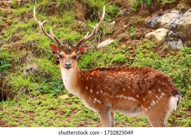 Formosan Sika Deer In Island Of Mazu, Taiwan