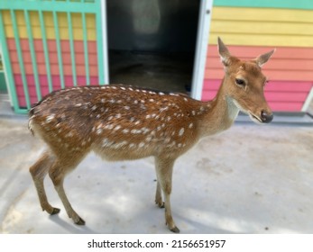 Formosan Sika Deer For Taiwan