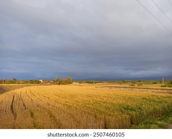 forms fields golden wheat fields cloudy weather 