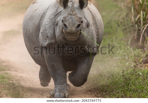 In fornt of Rhino- Indian\
rhinoceros (Rhinoceros unicornis) or Indian rhino, greater\
one-horned rhinoceros or great Indian rhinoceros at Kaziranga,\
Assam, India