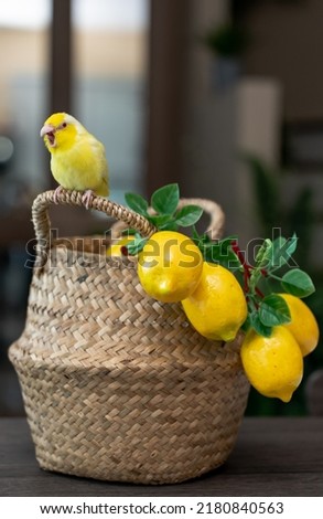 Forpus little tiny Parrots bird is perched on the wicker basket and artificial lemon.