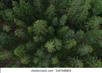 Forrest from above in Swedish landscape drone shot