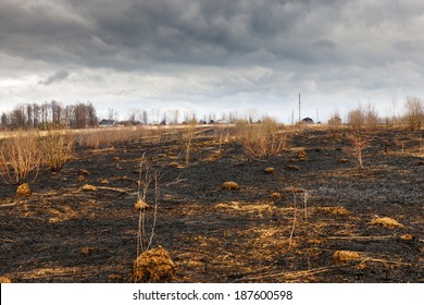 A Forrest After A Bushfire