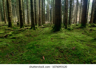 Forrest In The Brecon Beacons