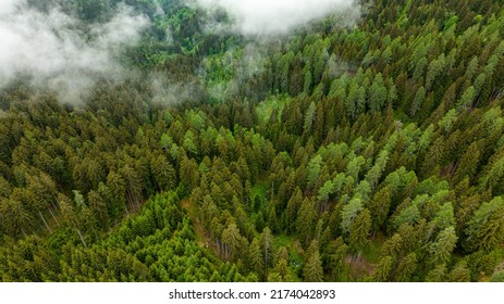 Forrest Drone Footage Featuring The South Carinthian Alps In 4k Resolution