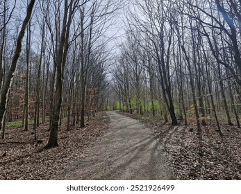 Forrest during spring, where the trees have no leafs on. The sky is blue and the sun is shining giving a calm nture and energy
