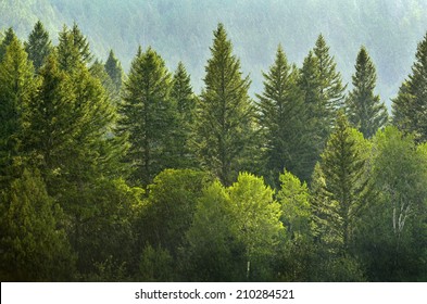 Forrest of green pine trees on mountainside with rain - Shutterstock ID 210284521