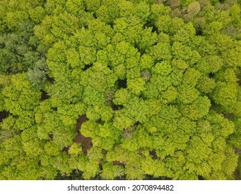 Forrest Green Spring Arial View