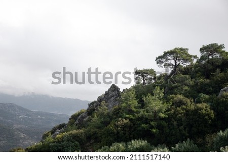 forrest hill rocks n trees