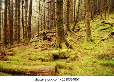 Forrest In Loch Lomand Scotland