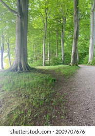 A Forrest In Middelfart, Denmark