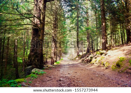 Forrest path in the pine wood forrest
