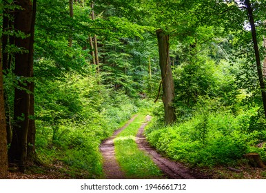 Forrest road in summer forest - Shutterstock ID 1946661712