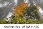 Forrest Series Swiss landsapes 2024 - Autum 