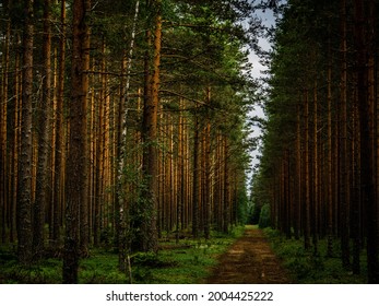 Forrest Trail In Dalecarlia Sweden